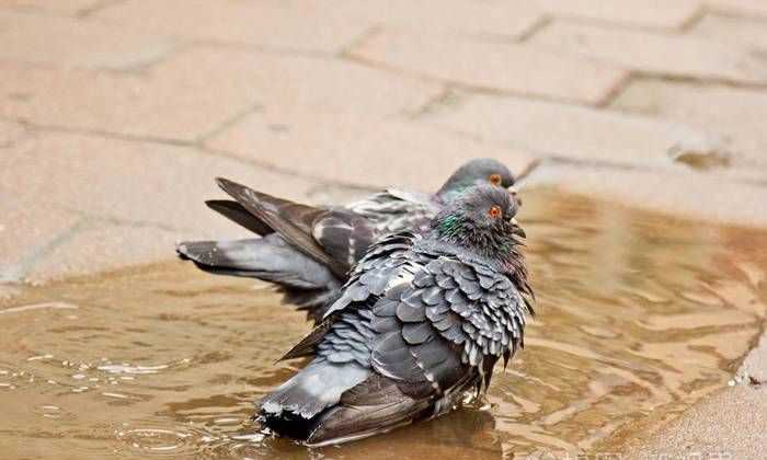 貓頭鷹、鵝、大燕、老鷹、鴿子哪些是既會(huì)飛又會(huì)游泳的動(dòng)物