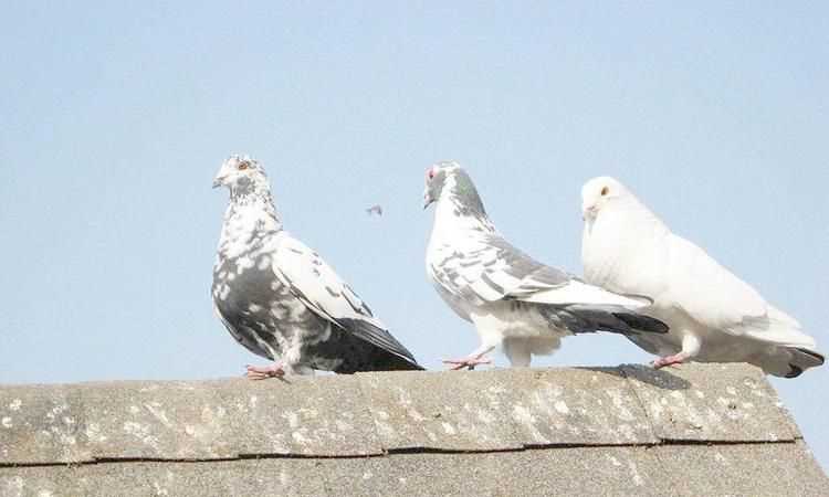 貓頭鷹、鵝、大燕、老鷹、鴿子哪些是既會(huì)飛又會(huì)游泳的動(dòng)物