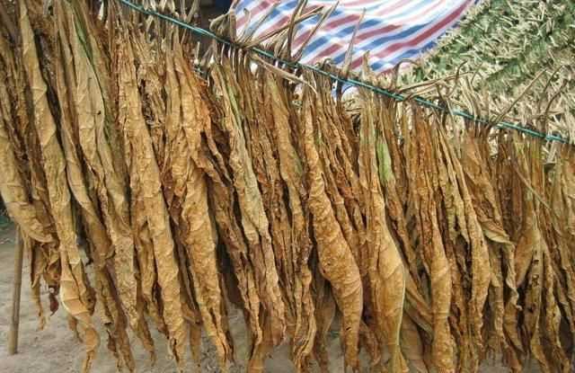 面粉長蟲子了怎么辦，買的面里面有小蟲子怎么辦？圖3