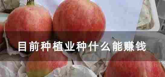 什么種植業(yè)見(jiàn)效快賺錢(qián)