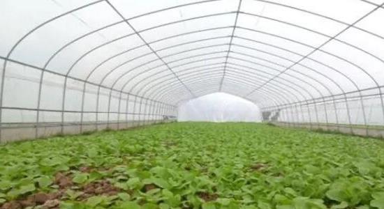 大棚種植什么最賺錢(qián)