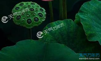 小暑諺語描寫小暑的古詩,描寫小暑節(jié)氣的古詩,描寫二十四節(jié)氣小暑的古詩