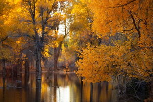 5首關(guān)于寫秋天的詩(shī)句