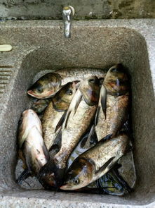 注意事項(xiàng),彩裙魚(yú)