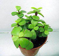 蘭花的養(yǎng)殖方法和注意事項(xiàng),梅花養(yǎng)植注意事項(xiàng),虎皮蘭養(yǎng)植注意事項(xiàng)