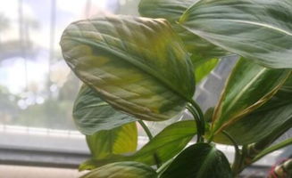 觀葉植物的養(yǎng)殖方法和注意事項