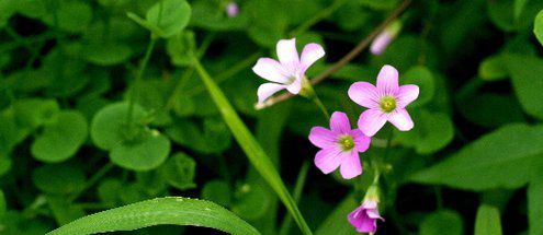 當(dāng)愛(ài)走進(jìn)心靈，還有什么癥結(jié)不能融化的？